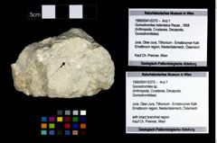 Foto (Objekt + Etikett) von Goniodromites sp.  (NHMW-GEO-1990-0041-0370)